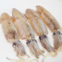 大连海鲜新鲜带籽笔管鱼小海兔新鲜墨斗鱼冷 堆糖,美好生活研究所