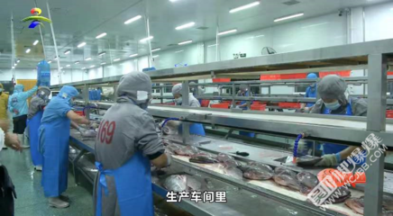 我市水产品加工企业开足马力助推“吴川烤鱼”品牌行稳致远